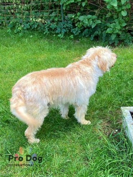 Barney auf Pflegestelle