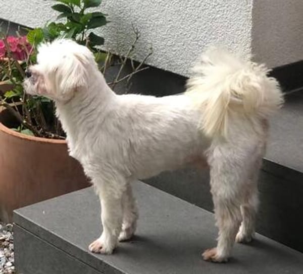 Eddy sucht ein Zuhause