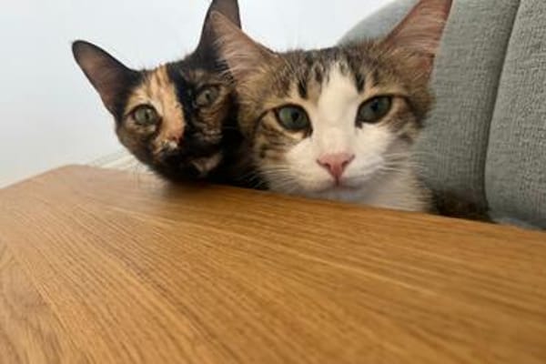 Daisy & Yoshi...
