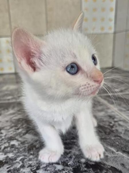 Süße kleine Katzen Tofu, Trufa, Turron & Mango