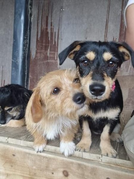 verspielte Cherry sucht aktive Familie