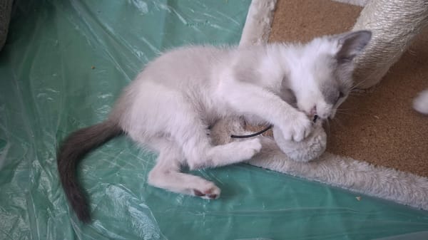 SMOKY a trouvé sa famille