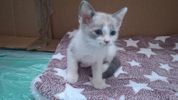SMOKY a trouvé sa famille