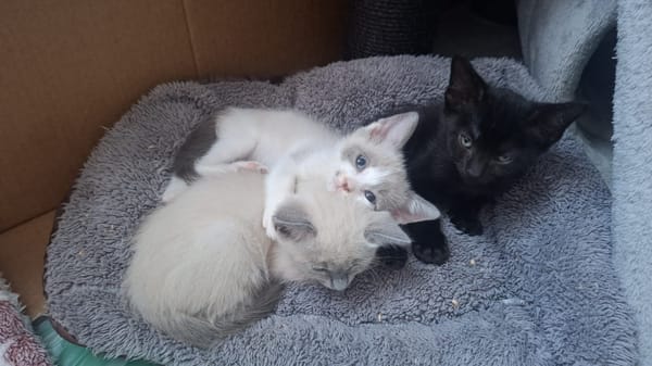 SMOKY a trouvé sa famille