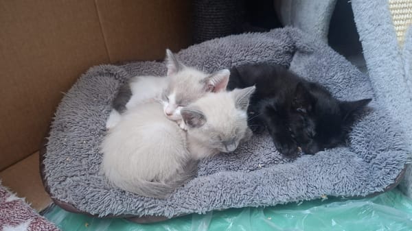 SMOKY a trouvé sa famille