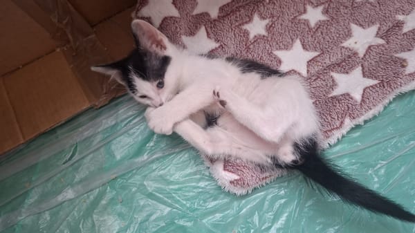 BOUNTY A trouvé sa famille