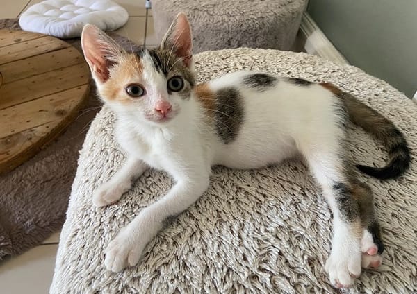 Abricot