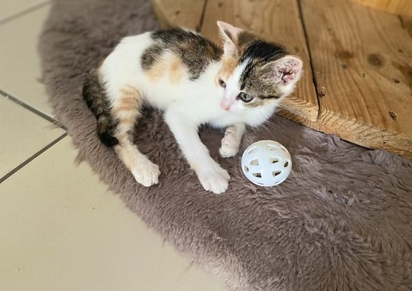Abricot