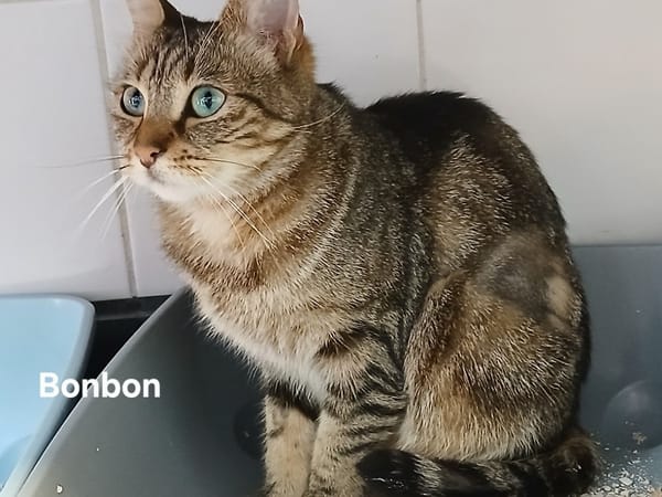 Bonbon