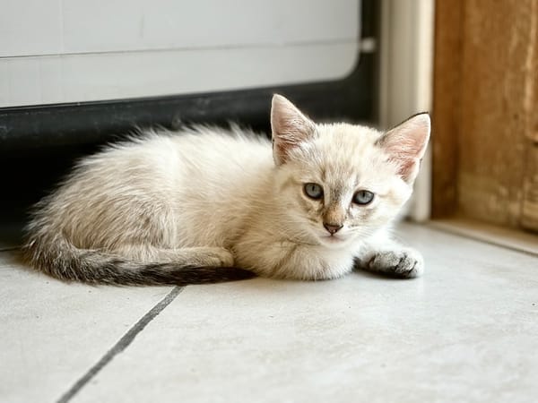 Snowy (reservé)