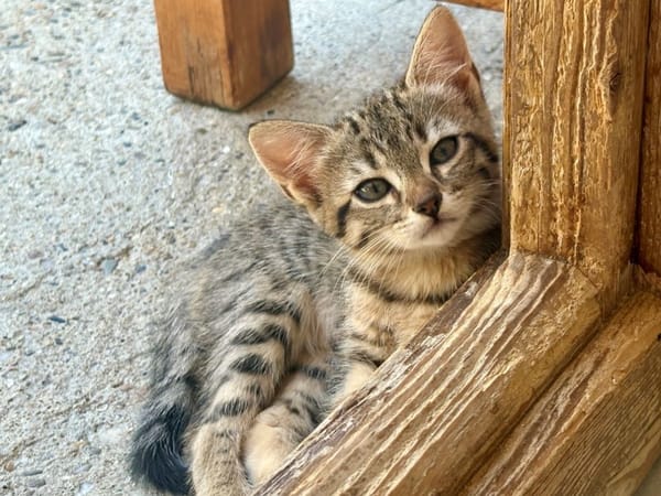 Tora (réservée)