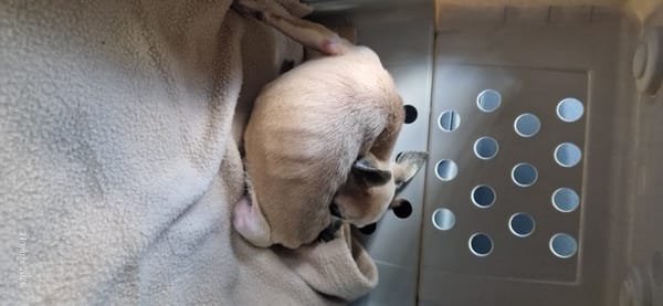 GROOTY ( en cours d'adoption)