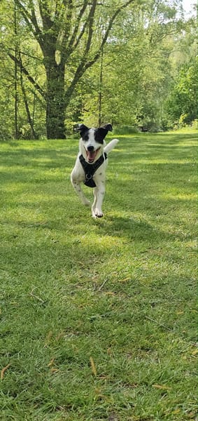 Vador l'adorable petit guerrier tripatte