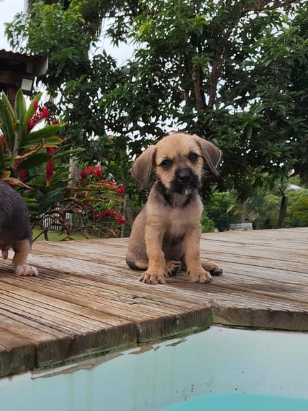 Milo le joyeux petit coquin