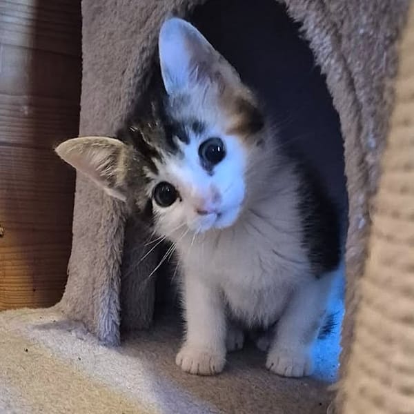 Tina