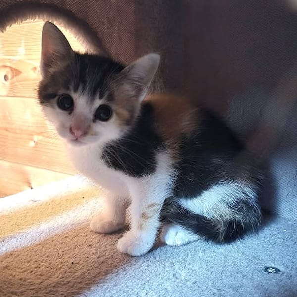 Tina