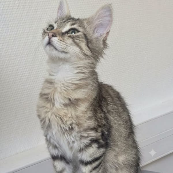 Mochi