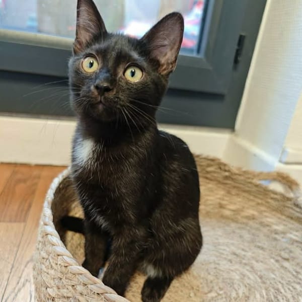 Sirius