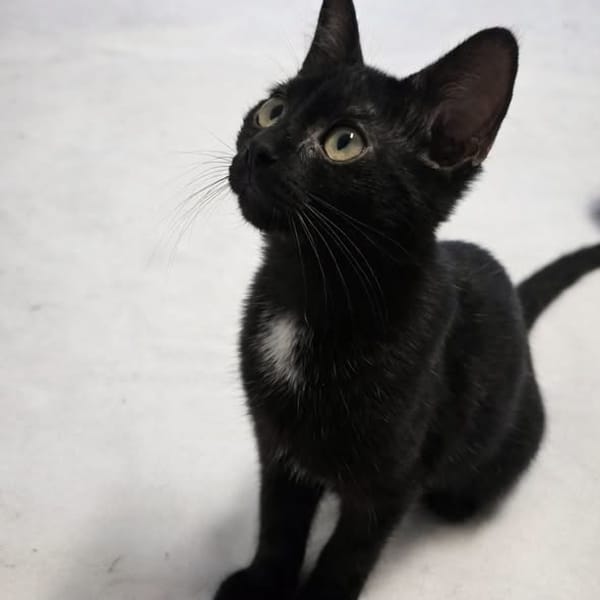 Sirius