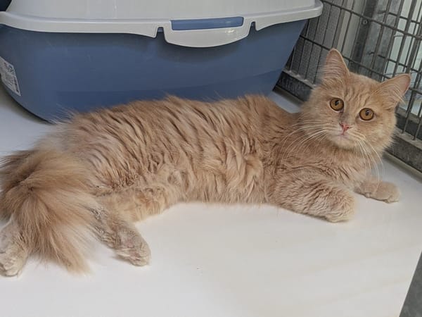 ABRICOT