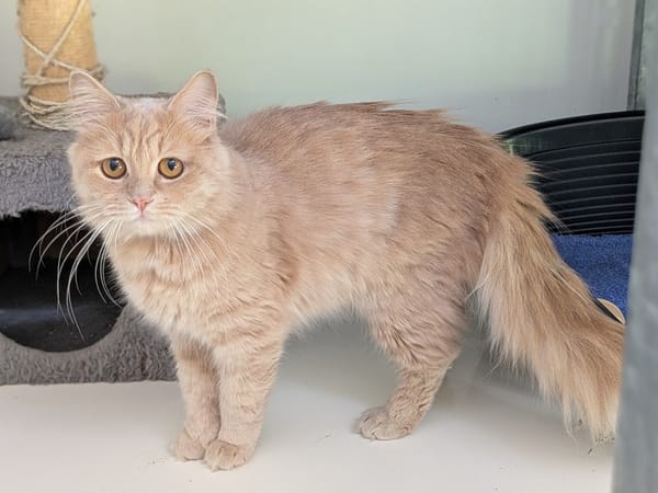 ABRICOT