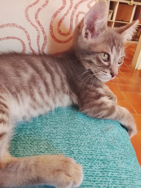 Gizmo