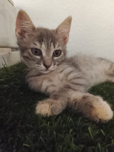 Gizmo