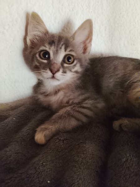 Gizmo
