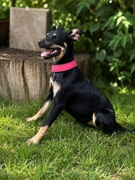 Zelda (Zsurmo)-Zuckersüße Junghündin sucht ihr Perfect-Match