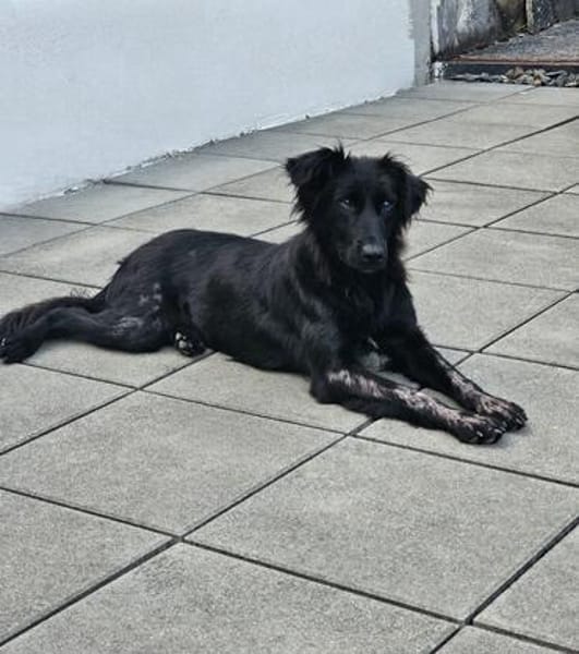 Paloma sucht ihr Für-immer-Zuhause