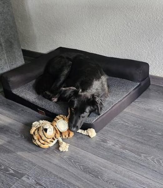 Paloma sucht ihr Für-immer-Zuhause
