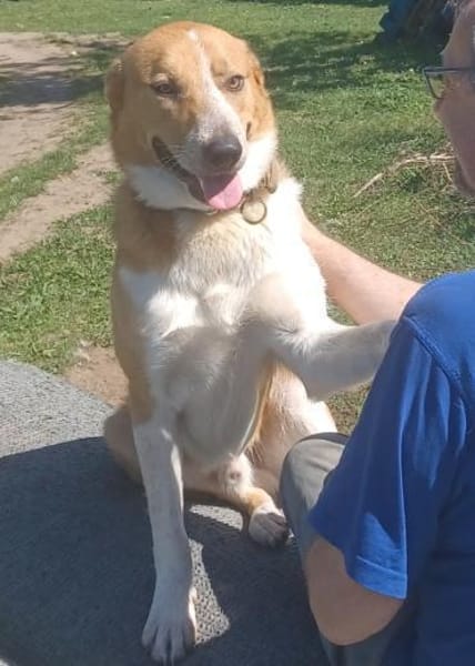 Buddy  sucht Happy-Home