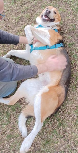 Buddy  sucht Happy-Home
