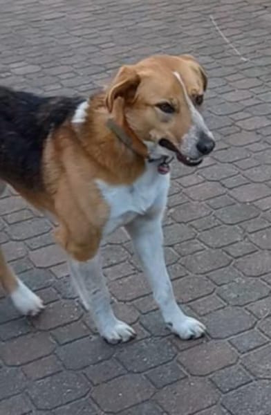 Buddy  sucht Happy-Home