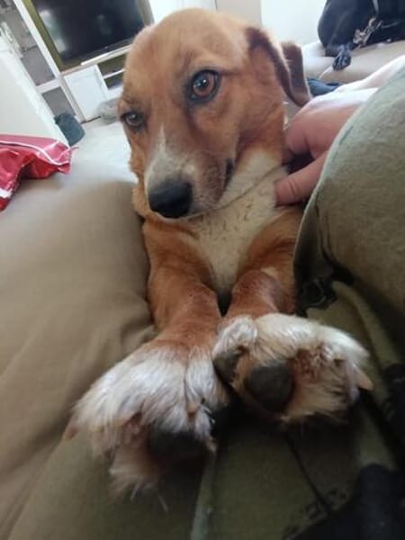 Kuschelmaus Tapsy sucht ihr Glück