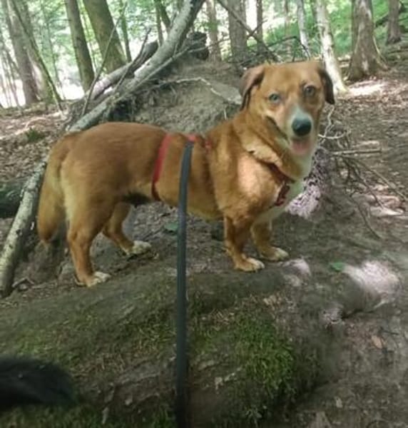 Kuschelmaus Tapsy sucht ihr Glück