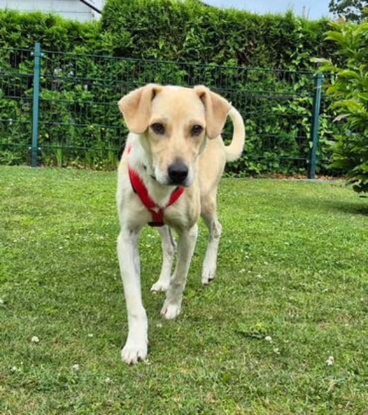 Rüde Buru sucht ein Zuhause