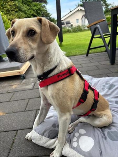 Rüde Buru sucht ein Zuhause