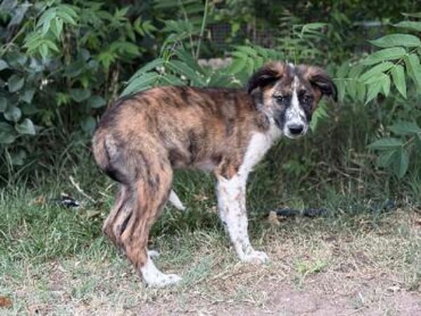 Jane -Zarte Maus sucht ihre Menschen