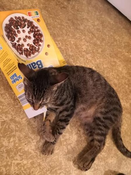Schmusekater Tigar sucht passende Dosenöffner