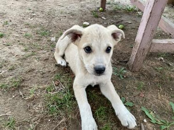 SUNI, sanfte junge Dame sucht