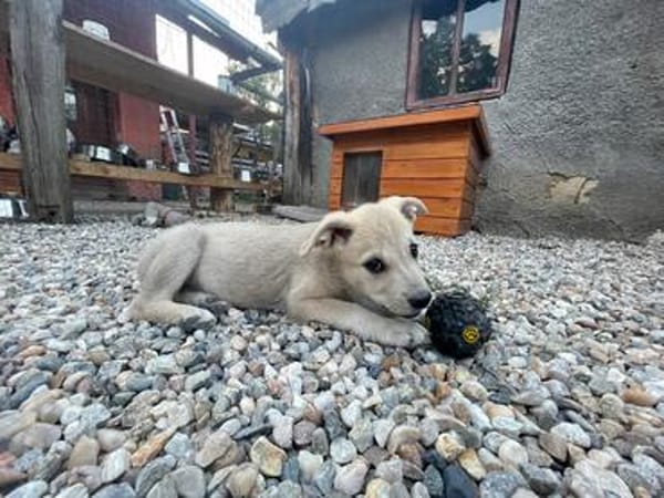 SUNI, sanfte junge Dame sucht