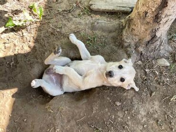 SUNI, sanfte junge Dame sucht