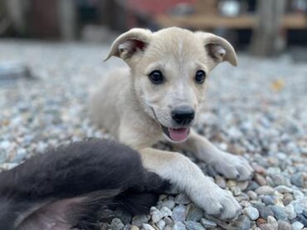 SUNI, sanfte junge Dame sucht