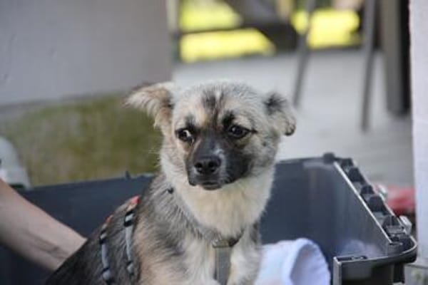 PINJA, putzige junge Hündin sucht
