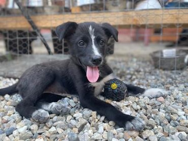 SAMIA, hübsche, kleine Persönlichkeit sucht