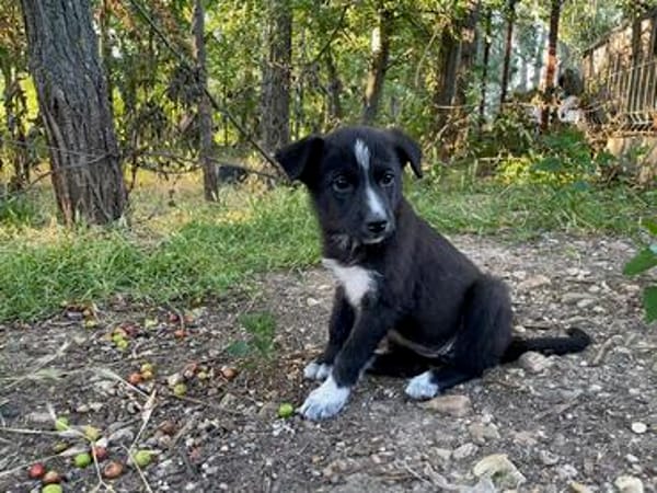 SAMIA, hübsche, kleine Persönlichkeit sucht