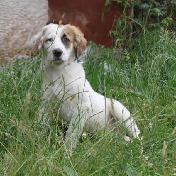 Milo - kuschliges Körbchen gesucht