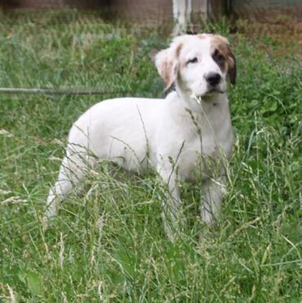 Milo - kuschliges Körbchen gesucht