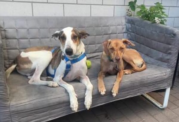 Snoopy, offen, freundlich, verträglich